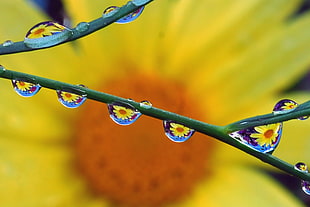 selective focus photography of water dews on plant stem near sunflower