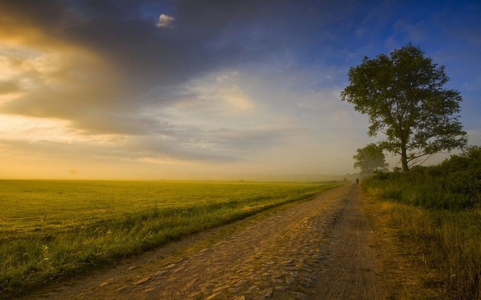 brown and green grass field, nature, landscape, field, dirt road HD wallpaper