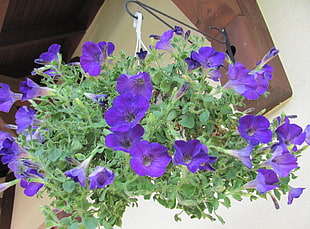 potted purple petunias closeup photo
