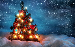 photo of Christmas Tree