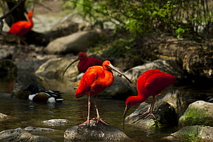 four red birds on stones