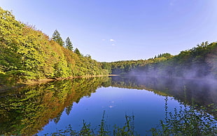 body of water between green trees