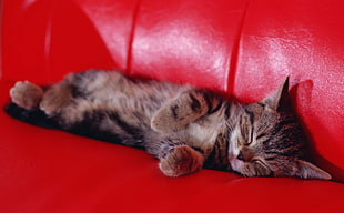 silver tabby cat laying on red leather surface