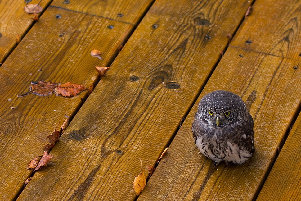 black and white owl on floor HD wallpaper