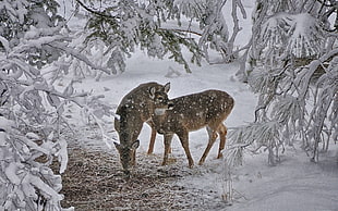two brown deers