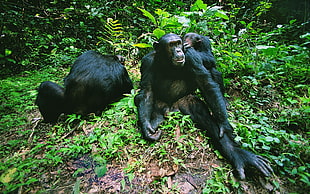 three black primates
