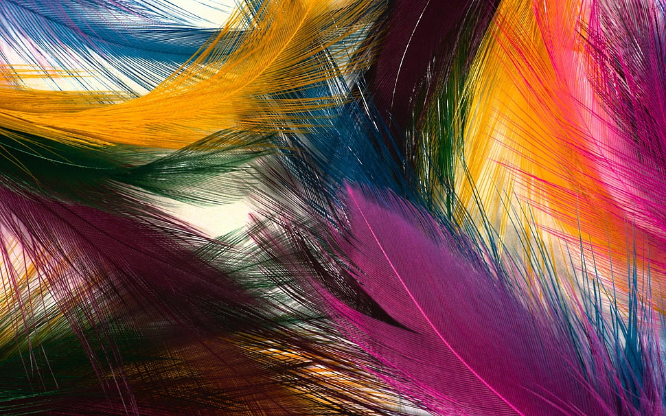 assorted color feathers HD wallpaper