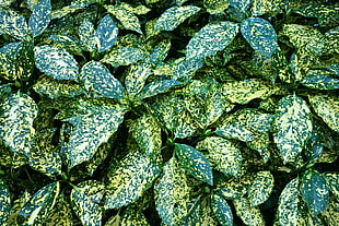 green-and-white leafy plant, Leaves, Bush, Green