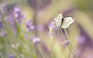 Cabbage White butterfly perched on purple flower in closeup photo HD wallpaper