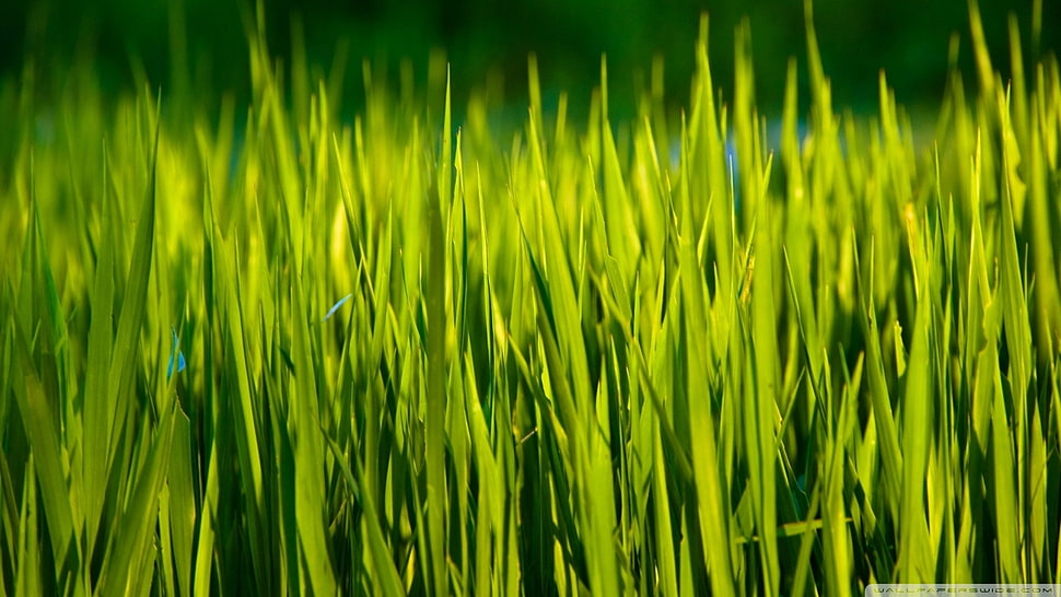 green grass, grass HD wallpaper