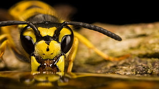 close up photo of Yellow Jacket Wasp