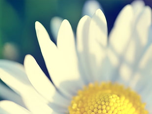 white daisy flower, flowers, green, yellow, white HD wallpaper