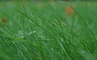 Grass,  Stem,  Thin,  Wind HD wallpaper