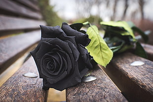 black rose flower, rose, black, bench, nature