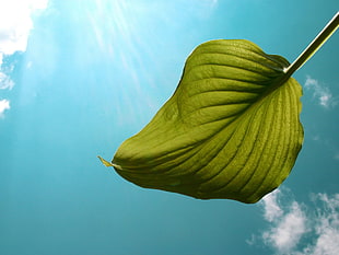 green leaf over cloudy sky during daytime HD wallpaper