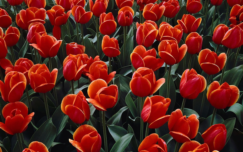 red Tulips flower field close-up photo during daytime HD wallpaper