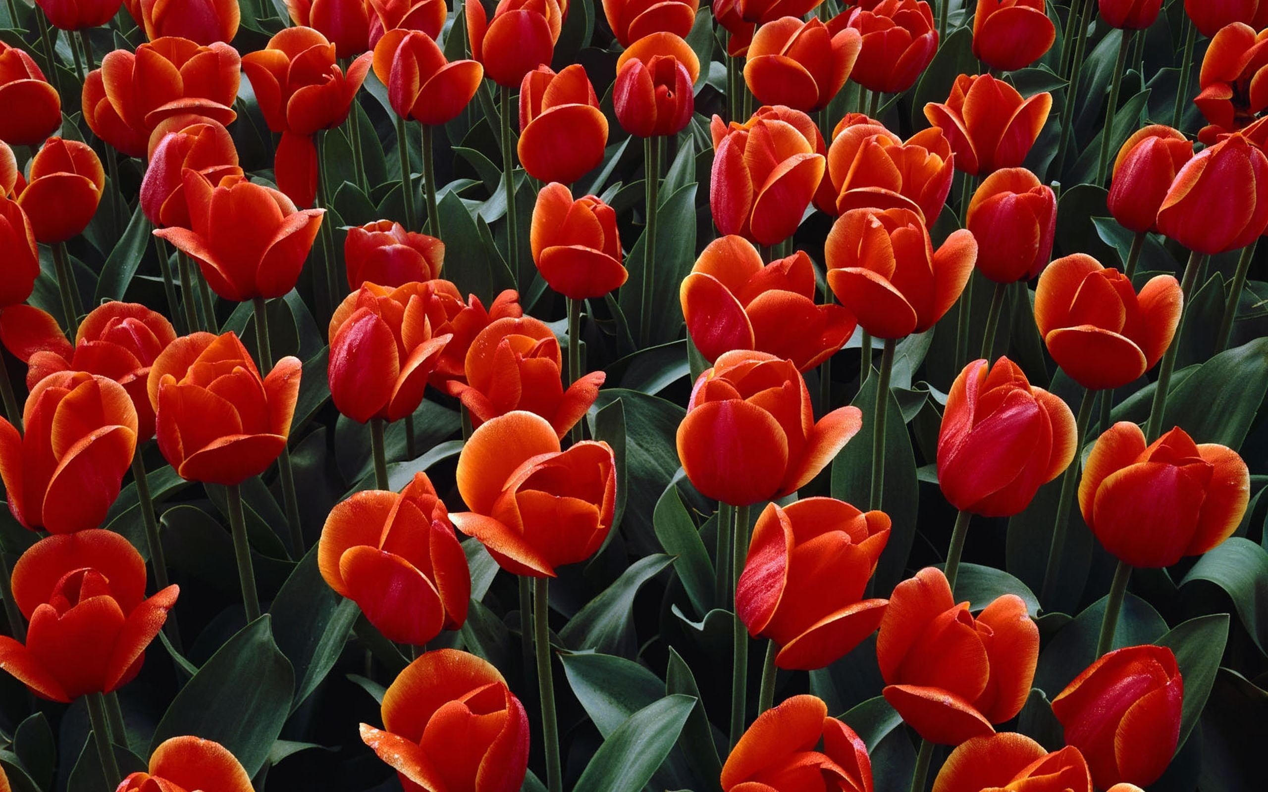 red Tulips flower field close-up photo during daytime