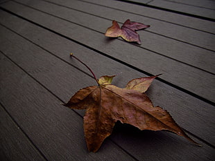 brown maple leaf fell on grey wooden pallet