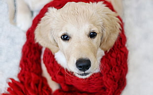 red knit scarf and white short coated dog