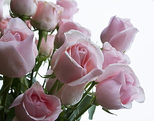 pink Roses flowers