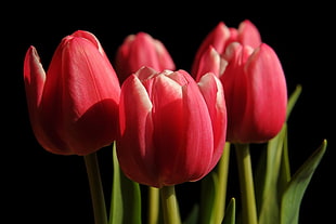 close up shot of red tulip flower HD wallpaper