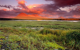 green grass field