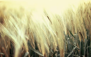 brown grass field, nature, wheat HD wallpaper