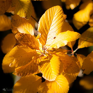 yellow leafs HD wallpaper