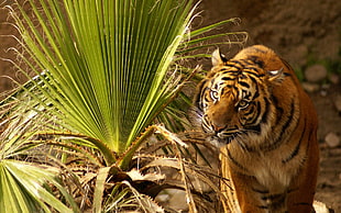 adult tiger near fan palm
