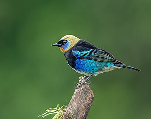 photography of blue, black, and yellow short-beak bird, tanager