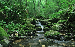 stream of water near forest at daytime HD wallpaper