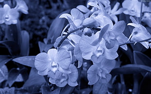 gray scale photo of flower HD wallpaper