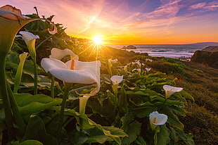 white calla lily flowers in bloom at daytime, lilies HD wallpaper