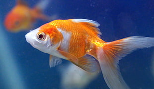 close up photo of orange and white gold fish, goldfish aquarium