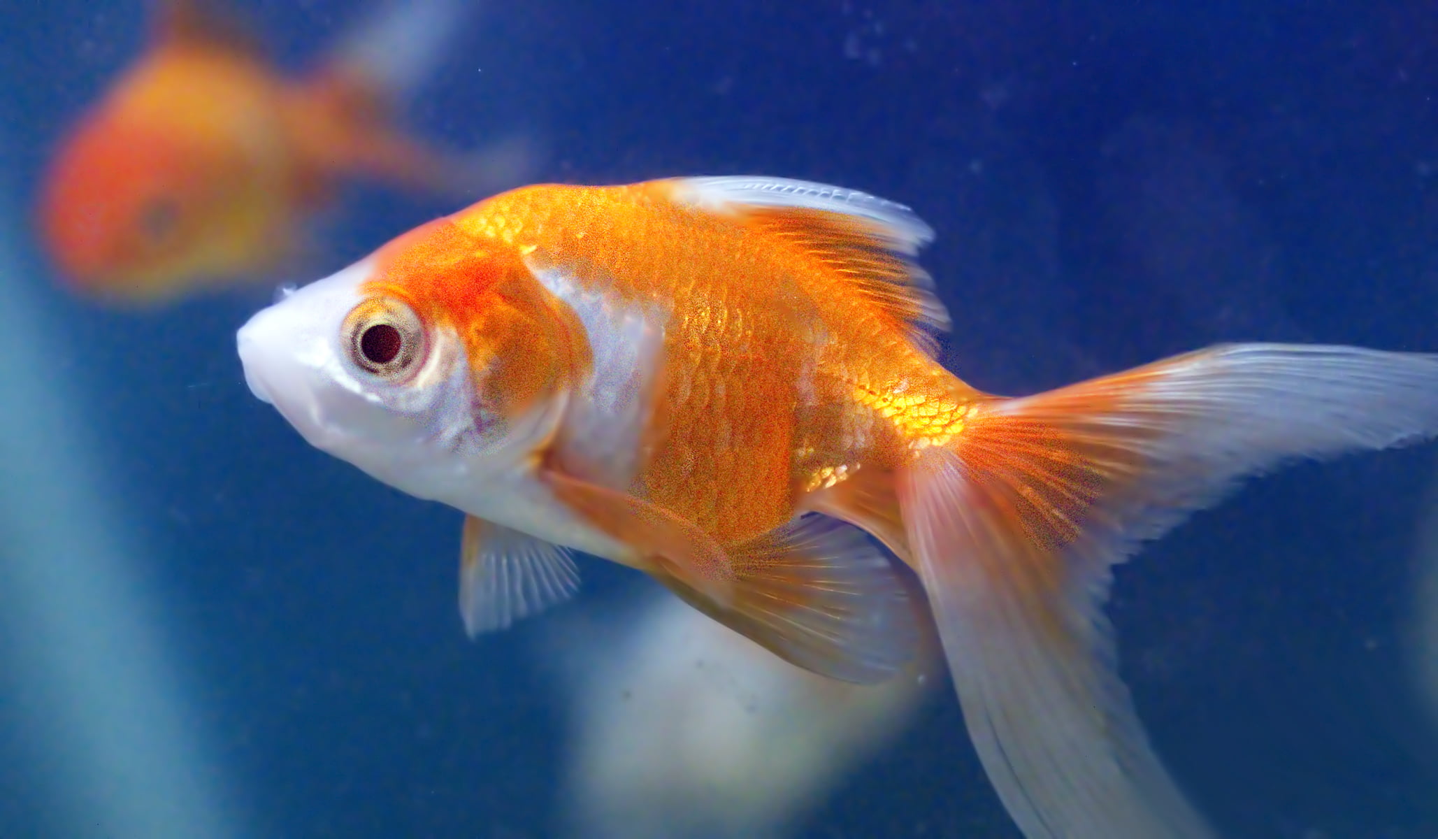 Pet Fish Wallpaper - Photos