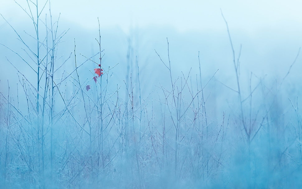 leafless trees wallpaper, winter, ice, cold HD wallpaper