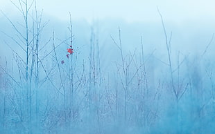 leafless trees wallpaper, winter, ice, cold