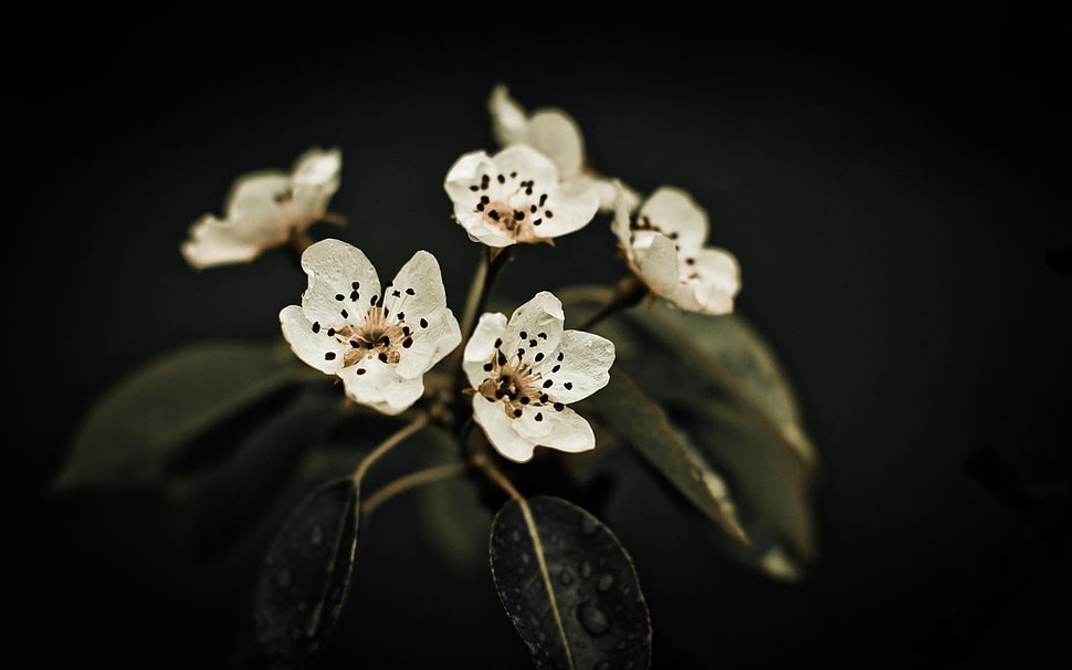 selective focus photography of white petaled flowers HD wallpaper