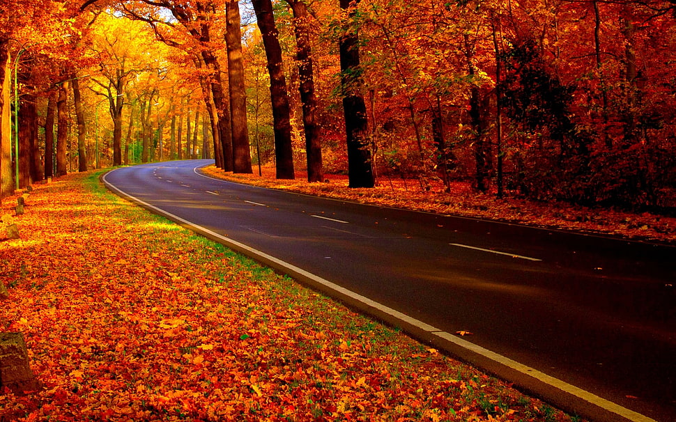 concrete road during autumn HD wallpaper