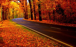 concrete road during autumn HD wallpaper