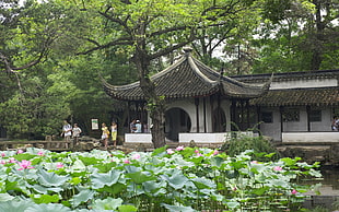 white and gray temple near green tall trees and water lilies at daytime