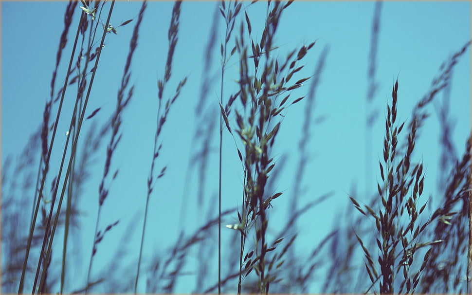 wheat plant HD wallpaper