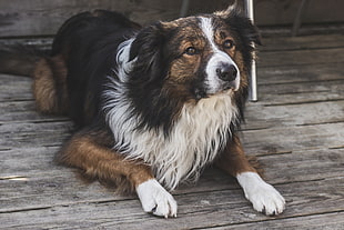 medium long-coated white, black, and tan dog