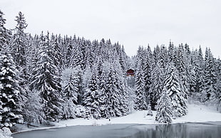 leafed trees, snow, winter