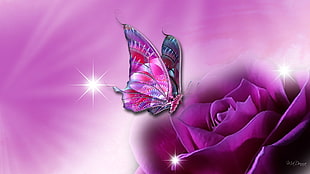 pink butterfly graphic art HD wallpaper