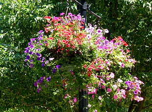 purple and red petaled flowers in bloom at daytime