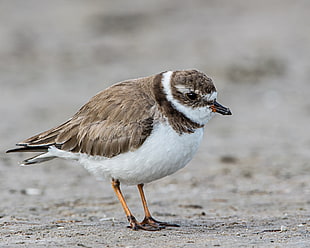brown and white short-beak birds, semipalmated plover