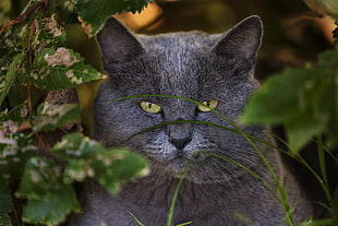 short-fur gray cat HD wallpaper