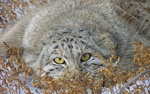closeup photography of gray and black wild cat