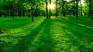 green grass field with tree during sun rise